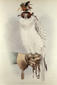 Le Groenlandais, Faucon Blanc Mue, uit Traite de Fauconnerie door H. Schlegel & A.H. Verster de Wulverhorst, 1844-53 door Mattias Wolf